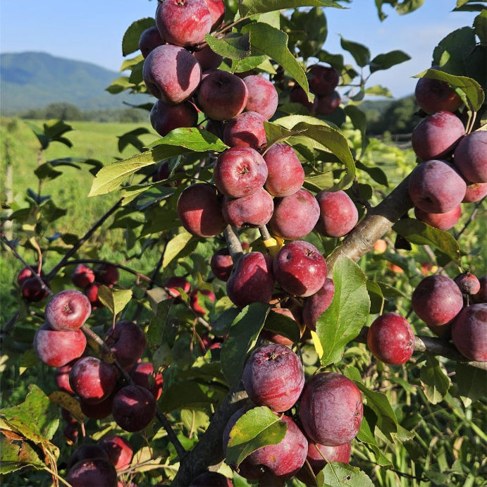 Apples on the branch with the Blue Ridge behind