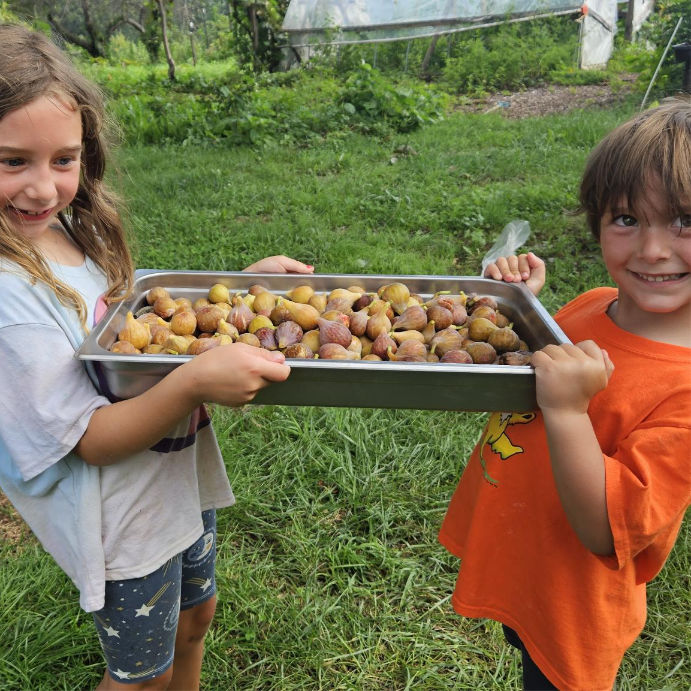 Two children carrying a tray of harvested figs