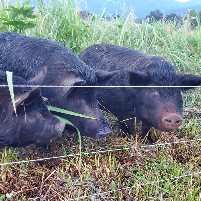 Two hogs grazing behind a wire on pasture